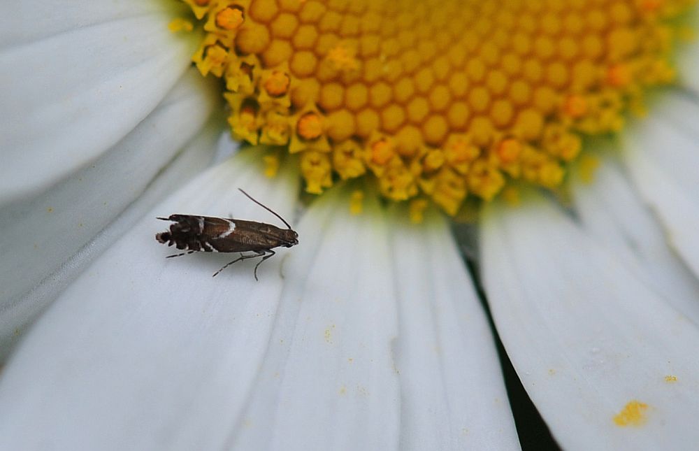 La vita in un fiore: terza parte